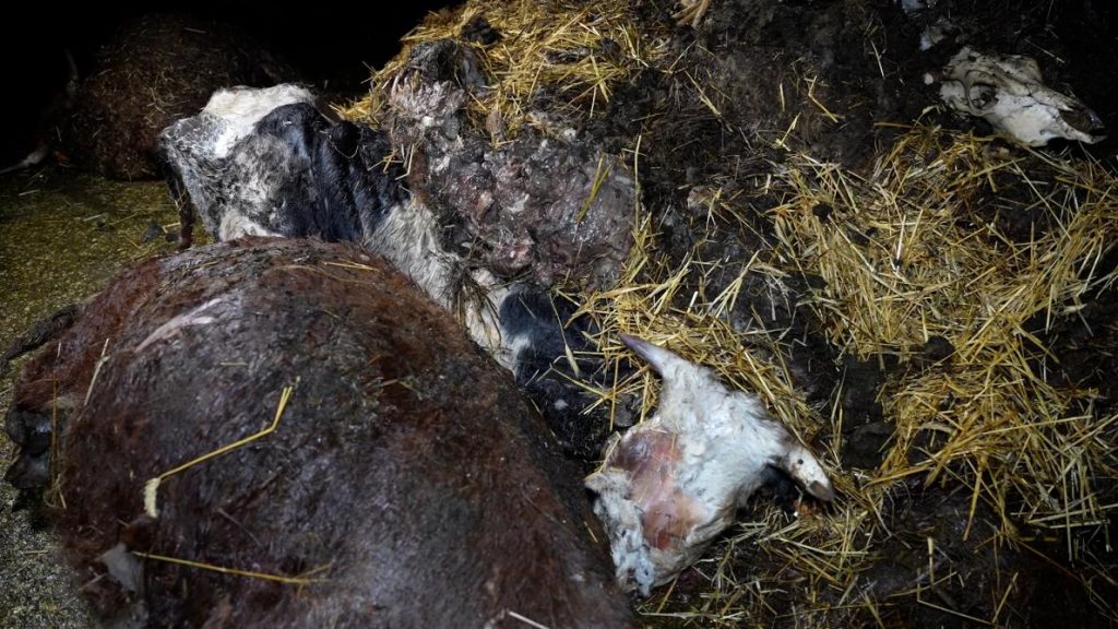 , Près de cinquante cadavres de bovins retrouvés dans une exploitation, L214 a porté plainte